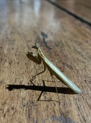 Mantodea