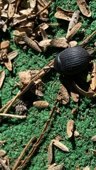 Eusattus reticulatus