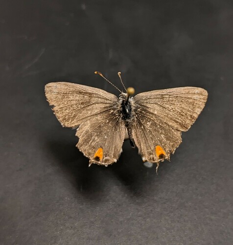 iNaturalist observation photo of Gray Hairstreak