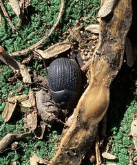 Eusattus reticulatus