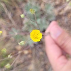 Potentilla hippiana