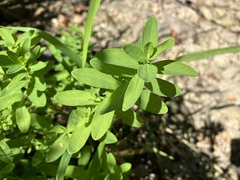 Hypericum ellipticum
