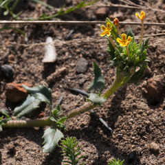 Zaluzianskya divaricata