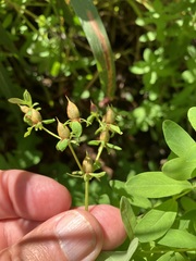 Hypericum ellipticum