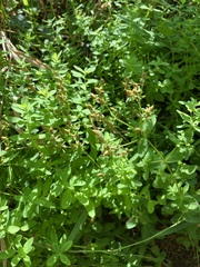 Hypericum ellipticum