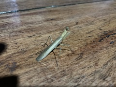 Mantodea