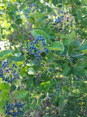 Viburnum dentatum