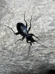Carabus intricatus