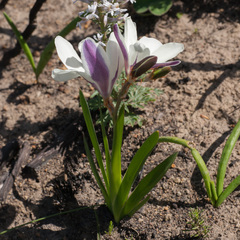 Sparaxis grandiflora
