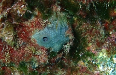 Ircinia oros