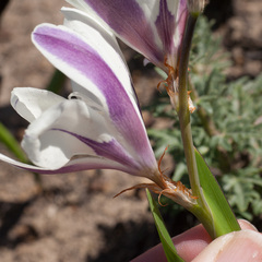Sparaxis grandiflora
