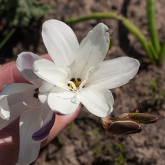 Sparaxis grandiflora
