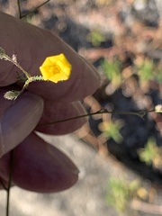 Croptilon divaricatum