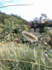 Setaria parviflora