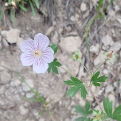 Geranium richardsonii