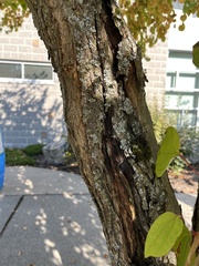 Cercidiphyllum japonicum