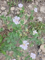 Geranium richardsonii