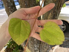 Cercidiphyllum japonicum