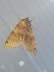 Vulpechola vulpecula