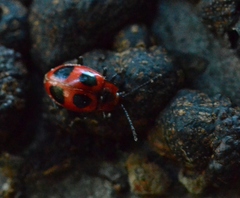 Endomychus coccineus