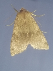 Vulpechola vulpecula