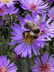 Bombus vagans bolsteri