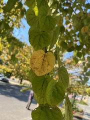 Cercidiphyllum japonicum