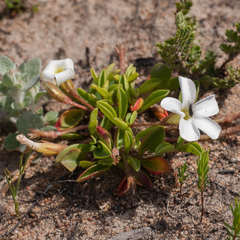 Oxalis minuta