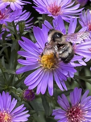 Bombus vagans bolsteri