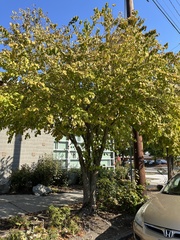 Cercidiphyllum japonicum