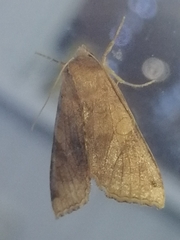 Vulpechola vulpecula