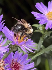 Bombus vagans bolsteri