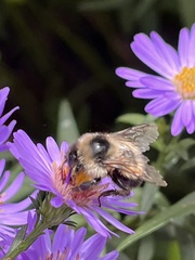 Bombus vagans bolsteri