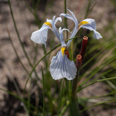 Moraea ogamana