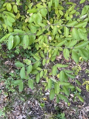 Lonicera morrowii
