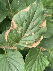 Gracillaria syringella