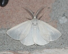 Lychnosea intermicata