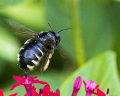 Xylocopa tabaniformis parkinsoniae