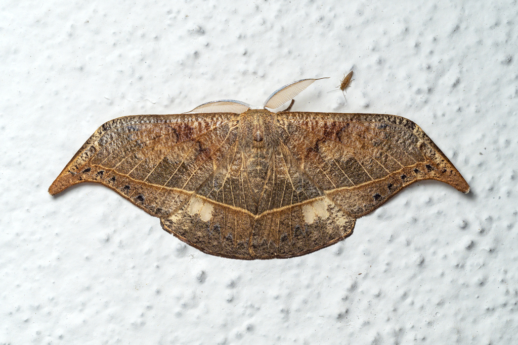 Canucha specularis