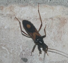 Rasahus biguttatus
