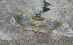 Apilocrocis brumalis