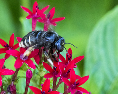 Xylocopa tabaniformis parkinsoniae