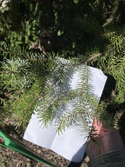 Picea omorika
