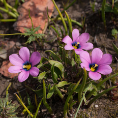 Moraea versicolor