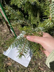 Picea omorika