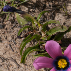 Moraea versicolor