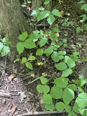 Toxicodendron radicans