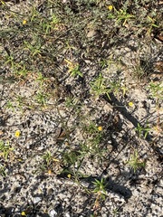 Croptilon divaricatum