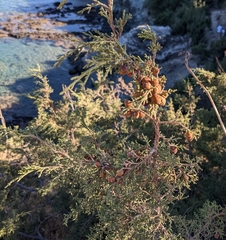 Juniperus turbinata