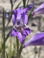 Gladiolus carinatus